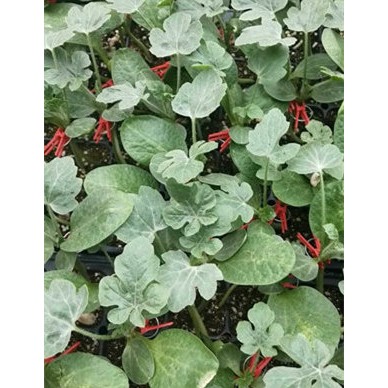 沧州西瓜种苗价格 育西瓜苗基地