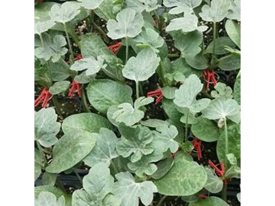 沧州西瓜种苗价格 育西瓜苗基地