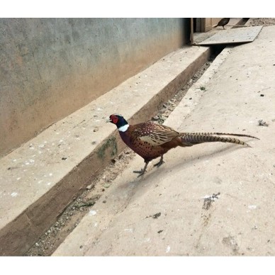 [供]野鸡公 2.5一3.2只/斤