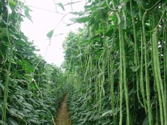 棚室豆角种植栽培技术及病虫害防治