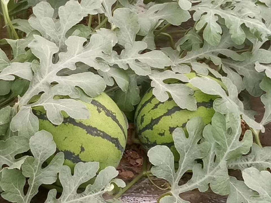 日照西瓜育苗厂 露地西瓜苗品种推荐