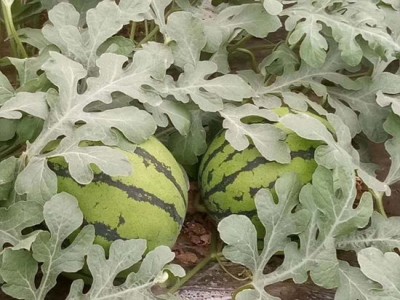 日照西瓜育苗厂 露地西瓜苗品种推荐