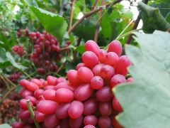 [供]克伦生无核红提＋上色好＋甜度高＋精品果