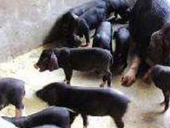 青怡生态园保育活黑猪苗，黑猪仔，抗病力强