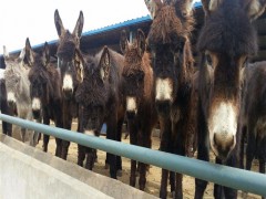 德州肉驴 毛驴 肉驴养殖  驴苗 改良肉驴 乌头驴 德州驴 肉驴 肉驴价格