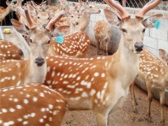山东 好汉  梅花鹿厂家  梅花鹿 梅花鹿厂家