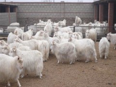 山东肉羊场 山东养羊场 白山羊多 少钱 湖羊价格 黑山羊