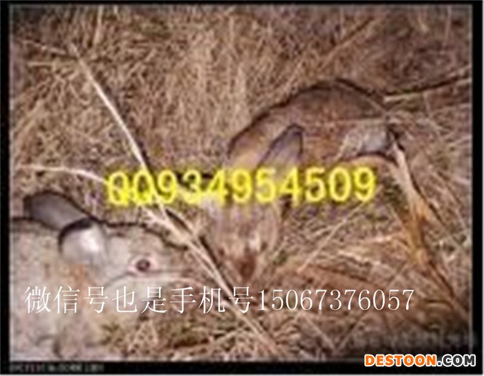 野兔兔子生态养殖基地