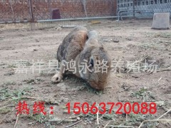 农村养殖杂交野兔价格 杂交野兔大型养殖场 野兔养殖成本与利润