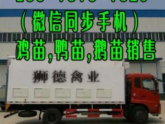 黄石东涛鸡苗批发市场 绿壳鸡蛋鸡苗卖出售