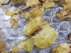 雪蛤籽黑龙江林蛙油价格林蛙块油