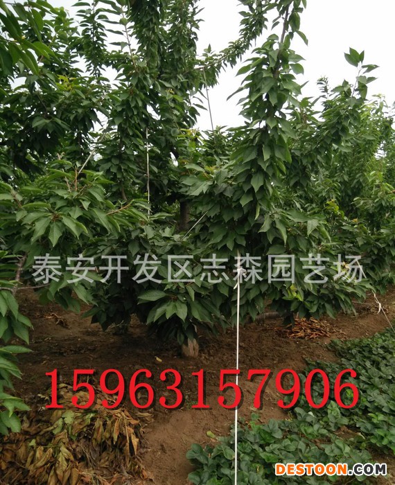 樱桃苗 嫁接樱桃苗 1年嫁接樱桃苗