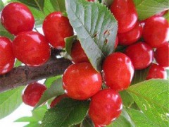 【泰肥农业】 樱桃苗 品质出售福星樱桃苗  供应樱桃苗价格 樱桃苗批发 樱桃苗品种 欢迎选购