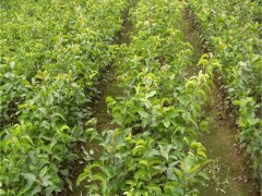 香妃樱桃苗_巴西樱桃苗_乌克兰樱桃苗_吉塞拉矮化樱桃苗