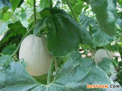 甜瓜种子-买甜瓜种子就到宇丰种苗