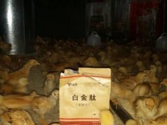 鸭子拉稀怎么治