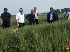 市农业科技特派员吴志会一行来我县调查调研小麦