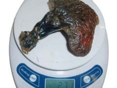 灵芝野灵芝正宗长白山灵芝有灵芝