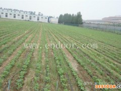 武汉欣农科技(图)-果园灌溉工程设备-安徽果园灌溉工程