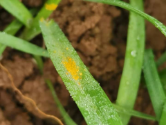 植保情报第9期：留意查治小麦条锈病