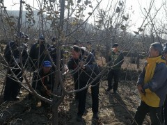 太谷植保信息第2期-2020年太谷县省级项目桃园绿色防控及农药减量增效基地树立项目进展