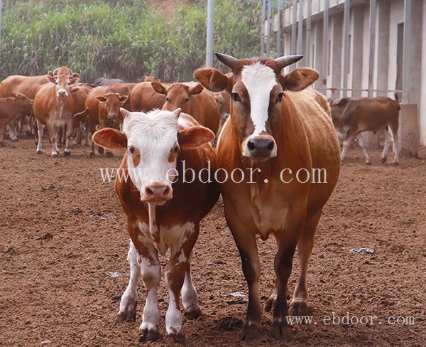 良种肉牛销售-镇江肉牛销售-池州畜源牧业发展公司