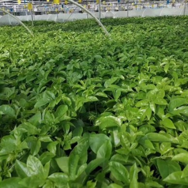 [供]百香果台农嫁接苗