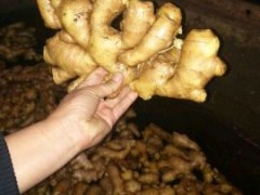 [供]鲜姜老姜小黄姜大黄姜面姜