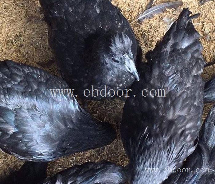 黄花鸡苗规格齐全-潢川黄花鸡苗-信阳四强鸡鸭鹅苗优惠