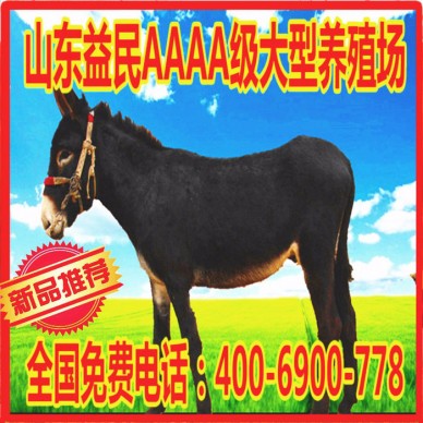 肉驴养殖基地 肉驴厂 内蒙肉驴 肉驴销路