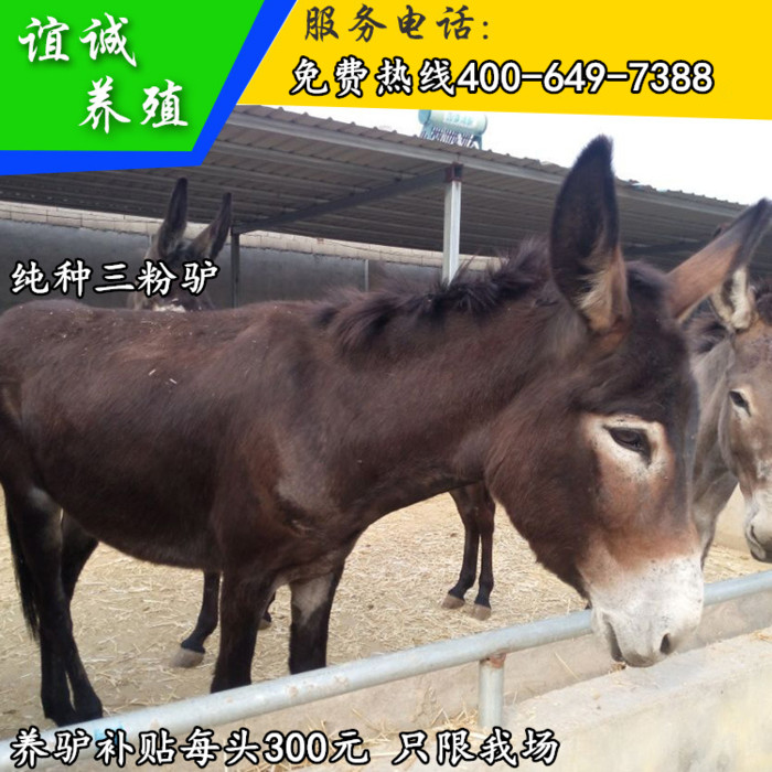 德州肉驴 肉驴价格 致富养肉驴 肉驴出售
