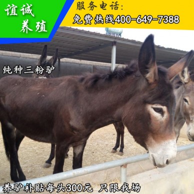 德州肉驴 肉驴价格 致富养肉驴 肉驴出售