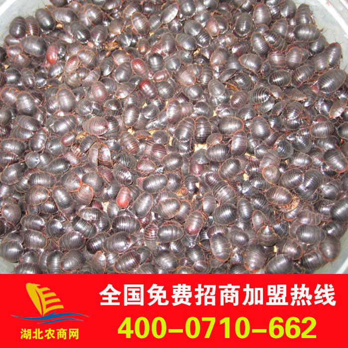 大量供应土元，土元种苗，免费提供技术指导，回收产品。