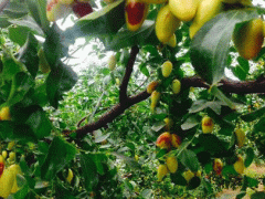 徐堡大枣 - 天津市北辰区特产大全特产