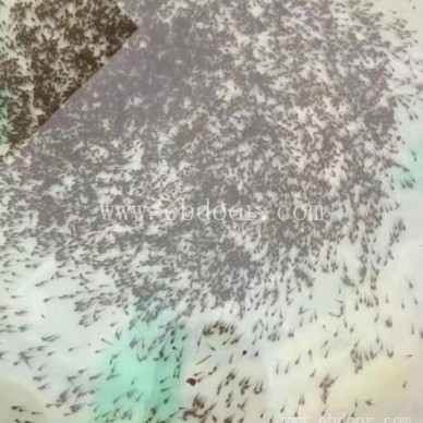 青蛙养殖-半亩田生态公司-青蛙养殖技术培训基地