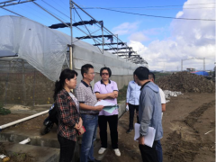 稳步推进终年蔬菜基地树立，效力节前稳价保供