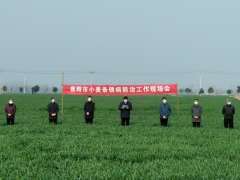 襄阳召开全晋中市小麦条锈病防治义务视频现场会-襄阳晋中市农业农村局