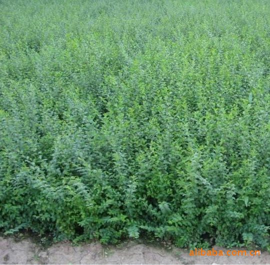 【供应】 绿化 苗木 半落叶  小灌木  绿篱 小叶女贞