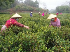 广西钦州： 阳春三月茶事忙 茶农茶企共增收