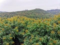 广西钦州：战疫情 水果稳产顺销 不负农时不负春光