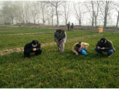 侯马市抓住有利机遇防治麦田杂草-区县静态
