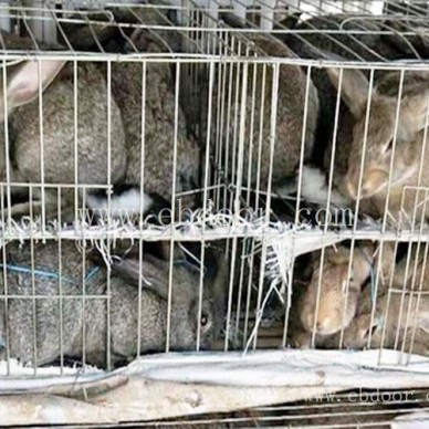 种兔怎么养-宏盛养兔厂(在线咨询)-安徽种兔