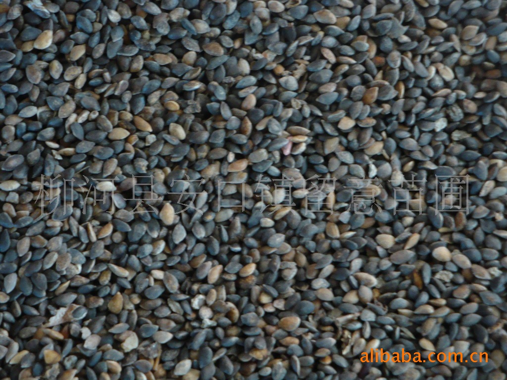 大量供应2011樟子松新种子