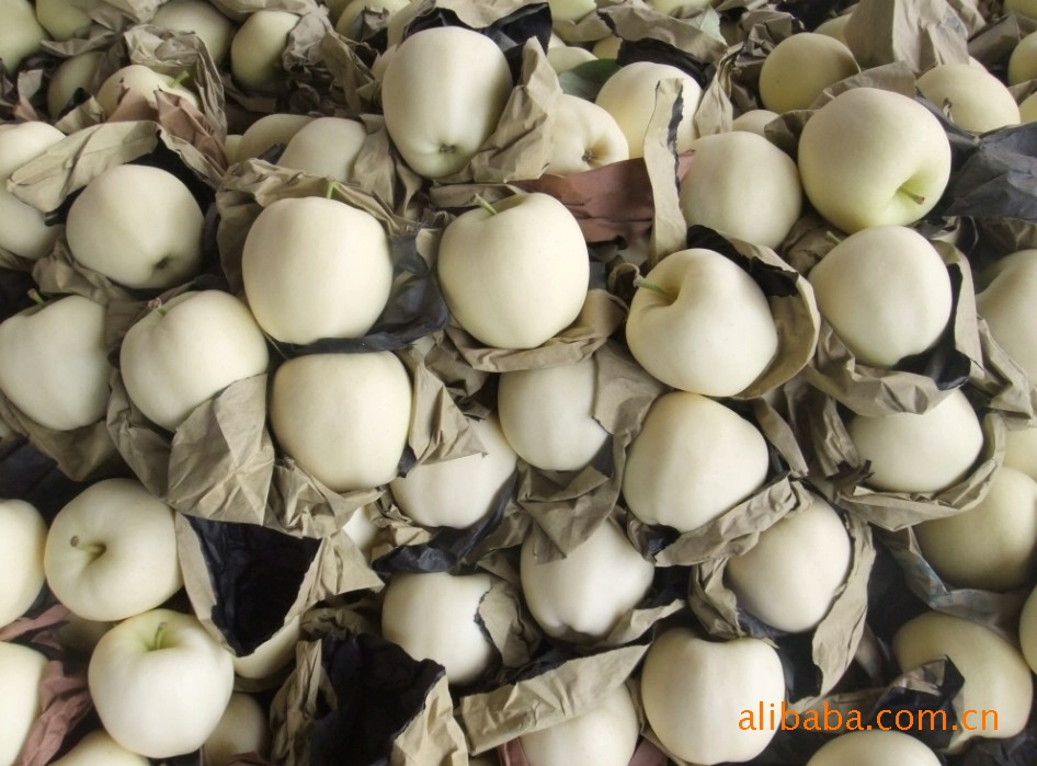 黄金帅苹果-优质水果 味美香甜 颜色漂亮 即将上市