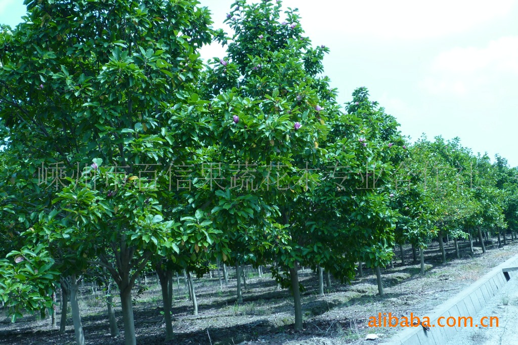 批发供应优质乔木 紫玉兰 白玉兰 八月桂等绿化苗木