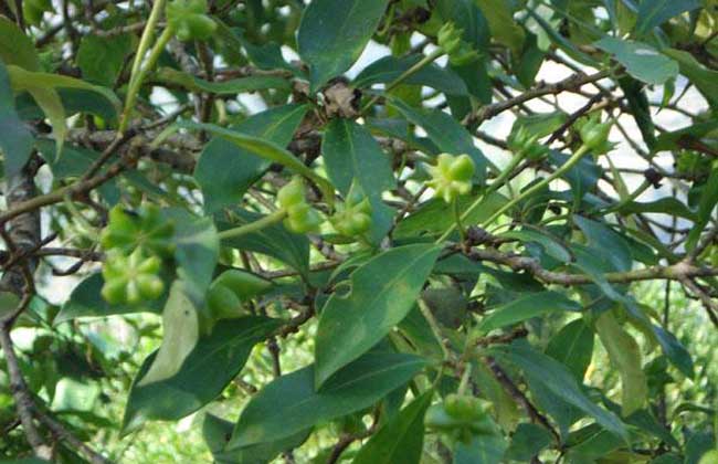 八角树果2.jpg