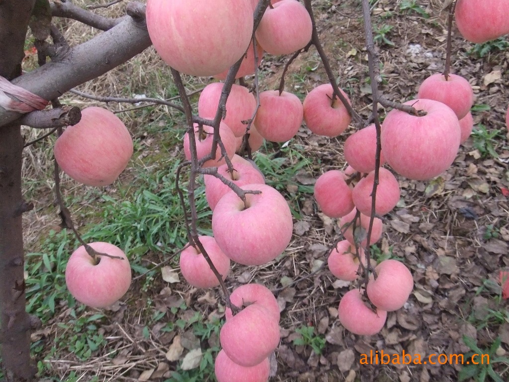 粉红女士---颜色美丽 味道可口 欢迎订购