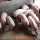 供应养殖业，养殖技术，仔猪防疫，猪饲料，苗猪饲养