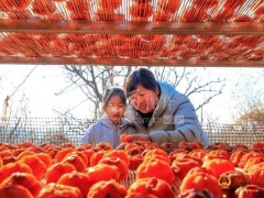 人民网聚焦：玉田山村柿饼俏销！