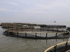 广西钦州：开展深水抗风浪网箱养殖 打造向海经济新的增长极